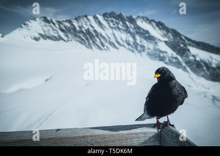 Berg Vogel, Vögel, Berg Crow, dohle - schöne und freche Vögel in den Alpen Stockfoto