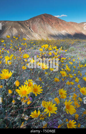 Super-Blüte, reichlich Wüste Sonnenblumen (Geraea canescens) in voller Blüte nach dem Winterregen, Anza-Borrego State Park, Kalifornien Stockfoto