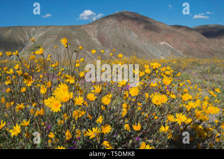 Super-Blüte, reichlich Wüste Sonnenblumen (Geraea canescens) in voller Blüte nach dem Winterregen, Anza-Borrego State Park, Kalifornien Stockfoto