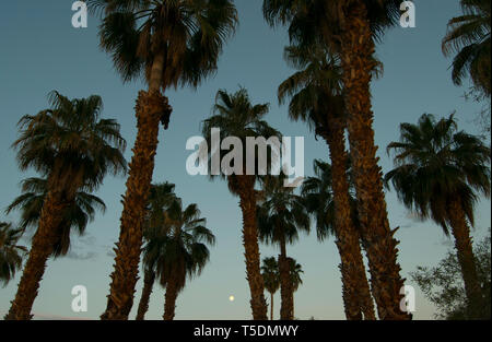 Vollmond und Wüste Ventilator Palmen (Washingtonia filifera) Borrego Springs, Kalifornien Stockfoto