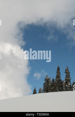 Winter Bäume und Wolken, Hurricane Ridge, Olympic National Park, Washington Stockfoto