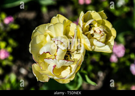 Eine hellgelbe Pfingstrose-Tulpe Stockfoto