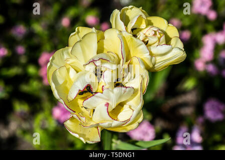 Eine gelbe Pfingstrose Tulpenblume Stockfoto