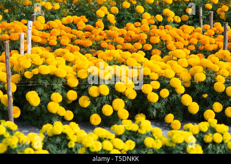 Orange und Gelb Tagetes Blumenfelder, selektiven Fokus Stockfoto