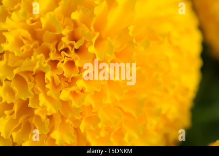 Orange Tagetes Blumenfelder, selektiven Fokus Stockfoto