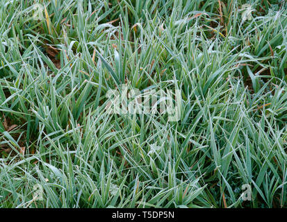 USA, Minnesota, Superior National Forest, Herbst frost Mäntel wilde Gräser Stockfoto