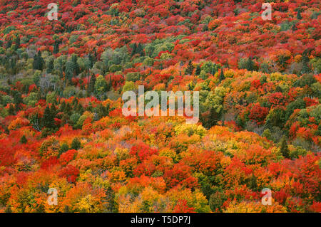 USA, Minnesota, Superior National Forest, der Herbst bringt Farbe in den Norden Laubwald von Ahorn, Buche und Birke dominiert. Stockfoto
