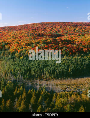 USA, Minnesota, Superior National Forest, nördlichen Laubwald zeigt fallen Farben über Koniferen und Wiese. Stockfoto