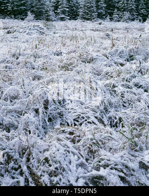 USA, Minnesota, Superior National Forest, Herbst Schnee auf cattail Wiese und Nadelbäumen; Gunflint Trail. Stockfoto