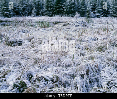 USA, Minnesota, Superior National Forest, Herbst Schnee auf cattail Wiese und Nadelbäumen; Gunflint Trail. Stockfoto