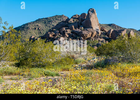 Blühende Wildblumen im Frühling und eine Felsformation in der Joshua Tree National Park Stockfoto