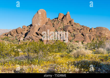 Sandstein Felsen und Geröll mit blühenden Wildblumen in Joshua Tree National Park Stockfoto