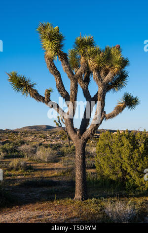 Joshua Tree in der Wüste Landschaft der Mojave Wüste Joshua Tree National Park - vertikale Ausrichtung Stockfoto