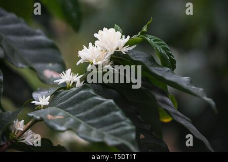 Zweig mit weißen Blumen der die Kaffeepflanze (Coffea arabica), Parque Guanayara, Kuba Stockfoto