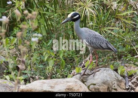 Gelb - gekrönte Night Heron (Nyctanassa violacea) steht auf Stein, Parque Guanayara, Kuba Stockfoto