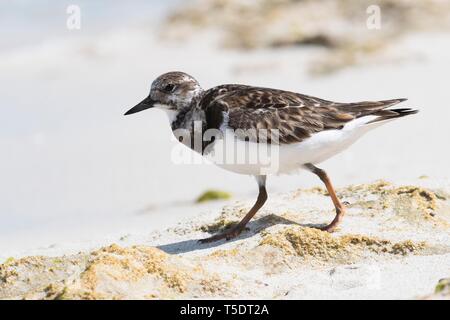 Ruddy turnstone (Arenaria interpres) im Sand laufen, Cayo Santa Maria, Kuba Stockfoto