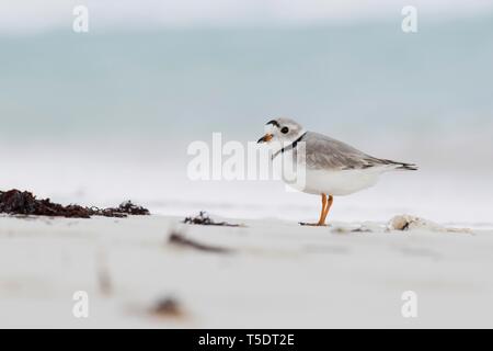 Seeregenpfeifer (Charadrius alexandrinus) am Ufer, Cayo Santa Maria, Kuba Stockfoto