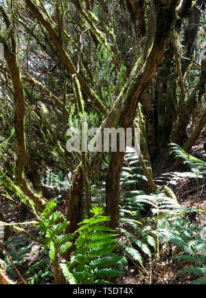 Las Mercedes, Lorbeerwald, Teneriffa, Kanarische Inseln, Spanien Stockfoto