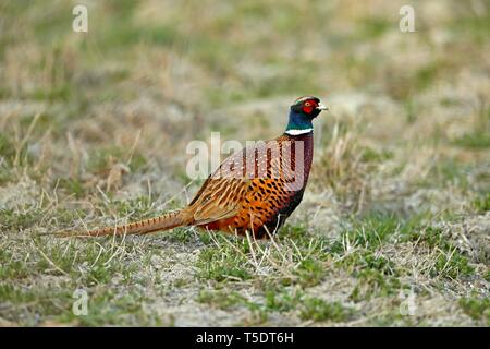 Fasan (Phasianus colchicus), stehend auf einem Feld, Burgenland, Österreich Stockfoto