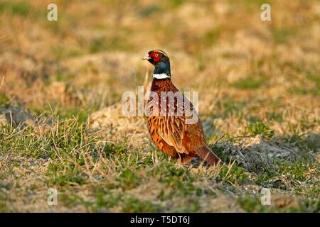 Fasan (Phasianus colchicus), stehend auf einem Feld, Burgenland, Österreich Stockfoto