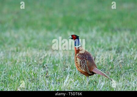 Fasan (Phasianus colchicus), stehend auf einem Feld, Burgenland, Österreich Stockfoto