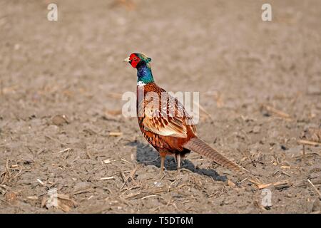 Fasan (Phasianus colchicus), stehend auf einem Feld, Burgenland, Österreich Stockfoto