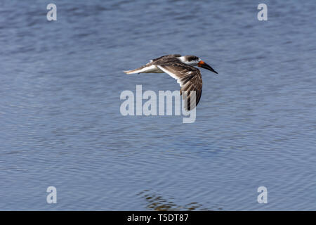 2019, Januar. Florianopolis, Brasilien. Exotische Vögel, schwarz Skimmer, Rynchops niger, das Fliegen an der Lagoa da Chica. Stockfoto