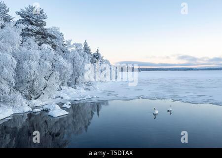 Gehören singschwan (Cygnus Cygnus) in Wasser, größtenteils gefrorenen See, Winterlandschaft, Muonio, Lappland, Finnland Stockfoto