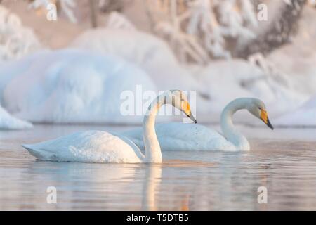 Zwei gehören Singschwan (Cygnus Cygnus) schwimmt im See, verschneiten Ufer, Muonio, Lappland, Finnland Stockfoto