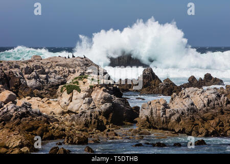 Die kalte, nährstoffreiche Wasser des Pazifischen Ozeans waschen in der wunderschönen, felsigen kalifornischen Küste südlich von Monterey Bay. Stockfoto