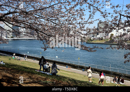 Kirschblüten entlang Sumida River, Tokio, Japan Stockfoto