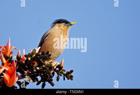 Musikalische Aufruf von brahminy Starling/Brahminy Myna Stockfoto