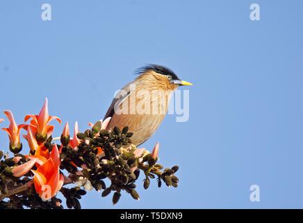 Musikalische Aufruf von brahminy Starling/Brahminy Myna Stockfoto