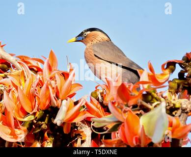 Musikalische Aufruf von brahminy Starling/Brahminy Myna Stockfoto