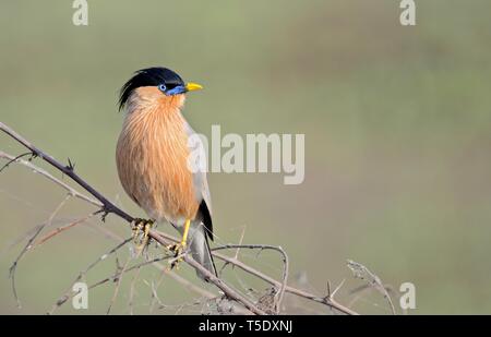 Musikalische Aufruf von brahminy Starling/Brahminy Myna Stockfoto