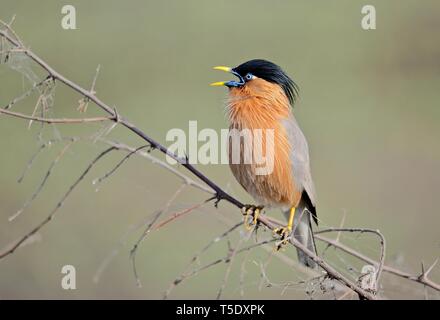 Musikalische Aufruf von brahminy Starling/Brahminy Myna Stockfoto