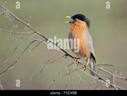 Musikalische Aufruf von brahminy Starling/Brahminy Myna Stockfoto