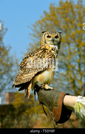 Falconer mit einem Uhu Bubo bubo Lateinischer Name Stockfoto