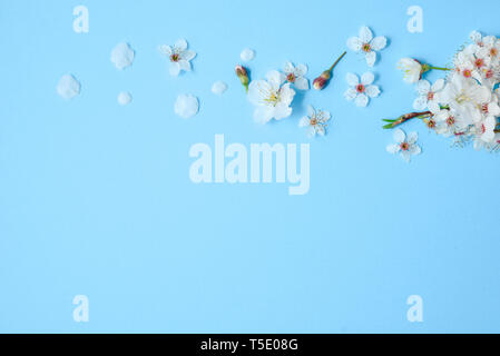 Blumen Komposition. Kirschblüten auf Pastell-blaue Hintergrund. Feder Konzept. Flach, Ansicht von oben, kopieren Raum Stockfoto