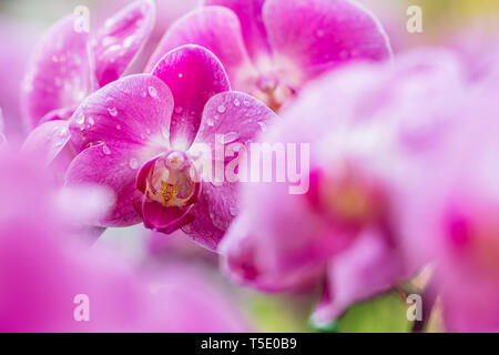 Schönen lila Orchidee Blumen Stockfoto