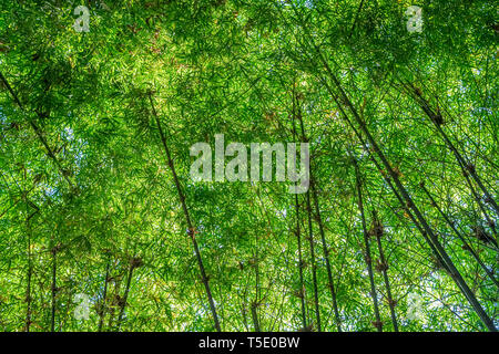 Bambus Wald Natur Hintergrund Stockfoto