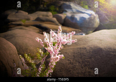 Sakura in Highland Steppe zwischen Felsen Stockfoto