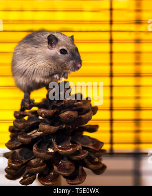 Eine braune und weiße Wüstenrennmaus, Nagetier, auf weißem Hintergrund Stockfoto