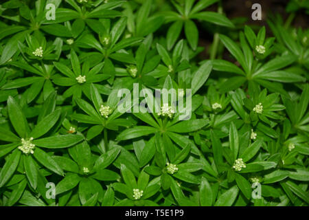 Süße Waldmeister Pflanze Makro Draufsicht, Waldmeister galium Odoratum oder mit kleinen weißen Blüten im Garten gepflanzt Stockfoto