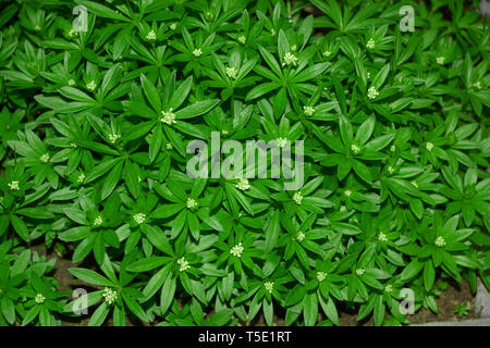 Meister der Wald Pflanze Makro Draufsicht, Waldmeister galium Odoratum oder mit kleinen weißen Blüten im Garten gepflanzt Stockfoto