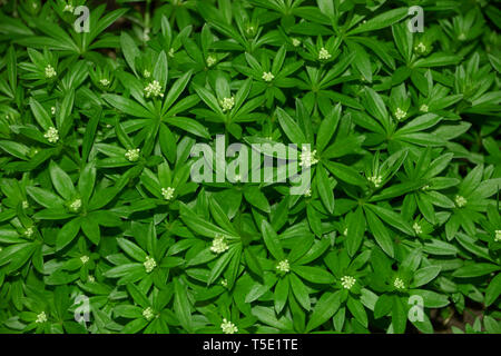 Wild Babys Atem Pflanze Makro Draufsicht, Waldmeister galium Odoratum oder mit kleinen weißen Blüten im Garten gepflanzt Stockfoto