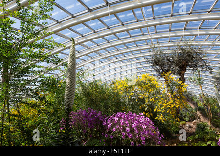 Der frühe Frühling im Großen Gewächshaus im Botanischen Garten von Wales, mit hellen, bunten Blumen in voller Blüte Stockfoto