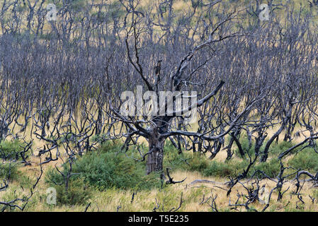 Toten südliche Südbuchen (Nothofagus sp.), Torres del Paine NP, Chile Stockfoto