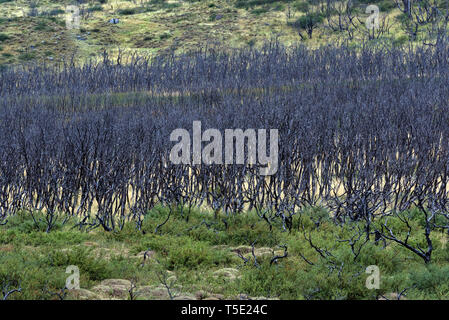 Toten südliche Südbuchen (Nothofagus sp.), Torres del Paine NP, Chile Stockfoto