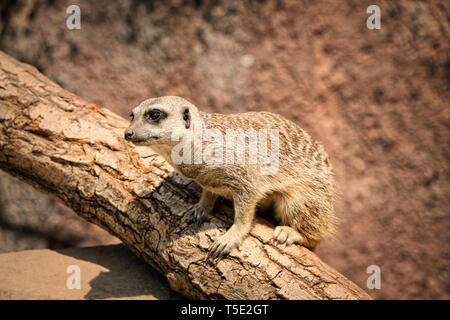 Die erdmännchen oder erdmännchen ist ein kleines carnivoran vom mongoose Familie (Herpestidae). Es ist das einzige Mitglied der Gattung Suricata. Stockfoto